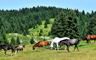 Pferdefutter Freizeitpferde