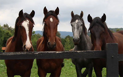 Pferdefutter Stoffwechselprobleme