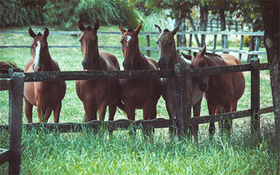Pferdefutter für Zuchtpferde