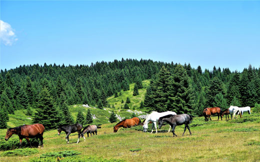 Richtige Fütterung für Freizeitpferde