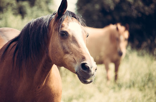 Pferdefutter bei Appetitlosigkeit
