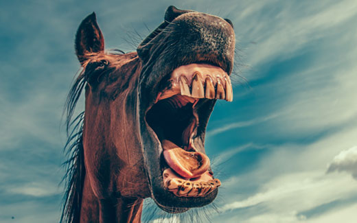 Zahnerkrankungen durch Futter