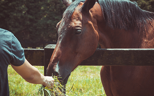 Proteinreiches Futter