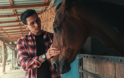 Schwerfuttrige Pferde