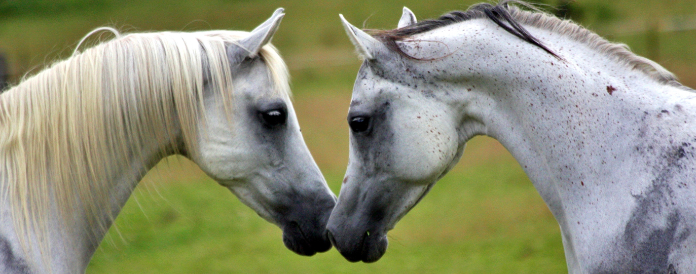 EQUUS FOOD | The best for your horses 