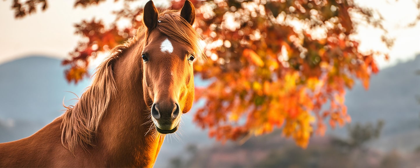 EQUUS FOOD | The best for your horses 